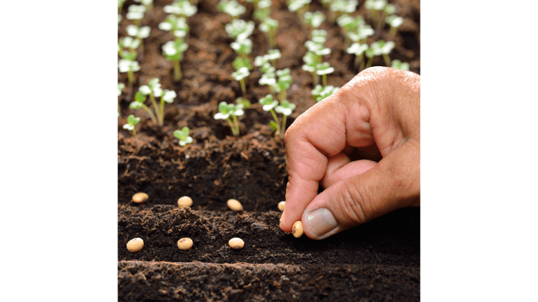 Seeds